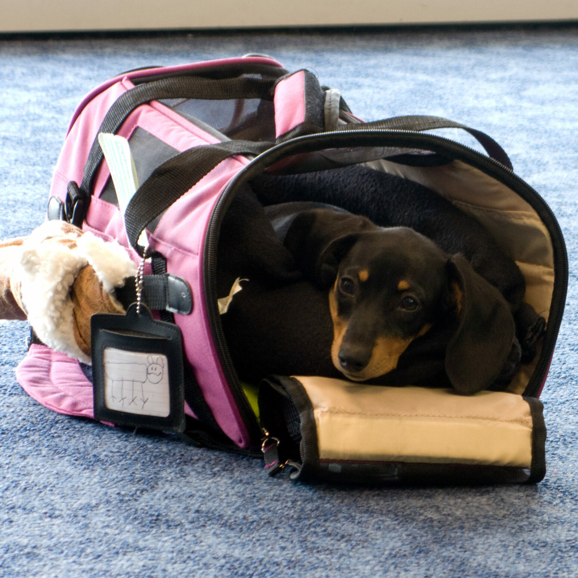 Emotional Support Animals Can’t Fly Anymore How Can You Bring Your